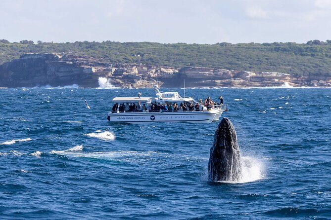 Whale Watching Boat Trip in Sydney - Who Is This Tour Best For?