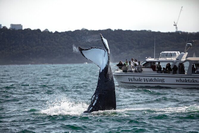 Whale Watching Boat Trip in Sydney - FAQ