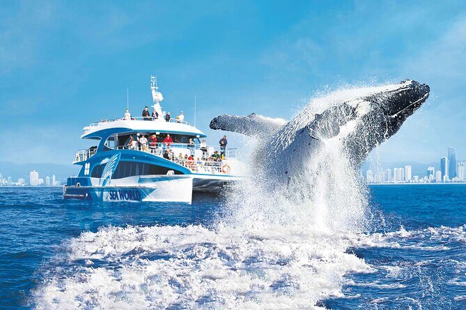 Whale Watching by Sea World Cruises - An In-Depth Look at the Whale Watching Tour