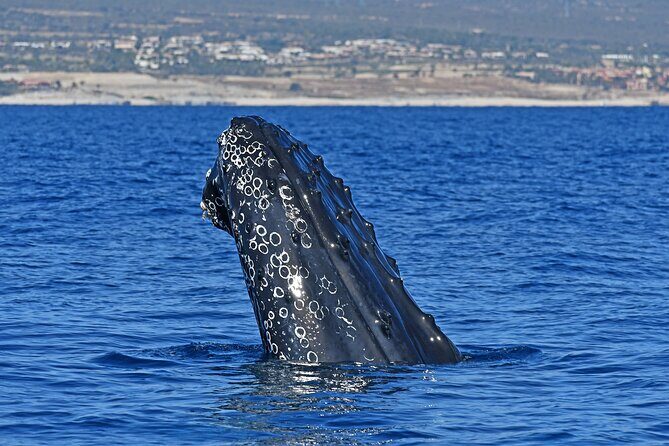 Whale Watching by Zodiac in Cabo San Lucas with Photos Included - Key Points