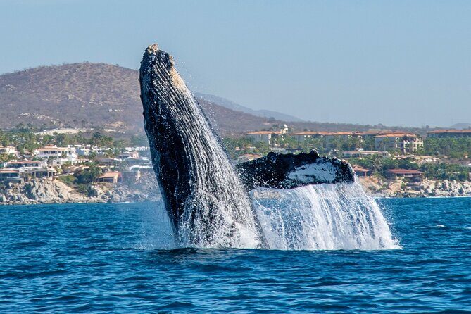 Whale Watching by Zodiac in Cabo San Lucas with Photos Included - Practical Details and Considerations