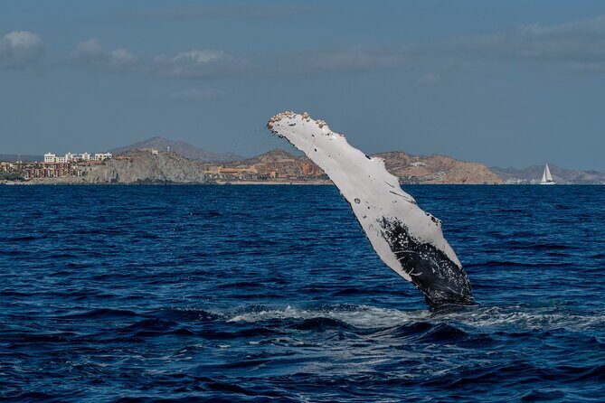 Whale Watching by Zodiac in Cabo San Lucas with Photos Included - Who Is This Tour Best For?