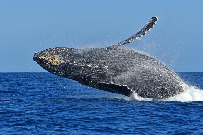 Whale Watching by Zodiac in Cabo San Lucas with Photos Included - Final Thoughts