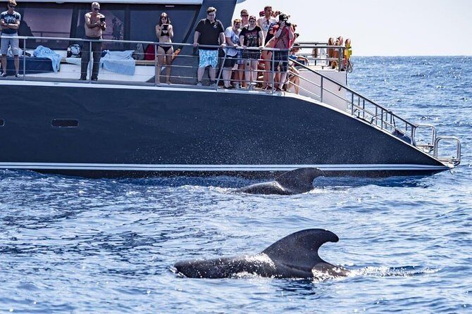 Whale Watching Catamaran in Costa Adeje (Including drinks & Sandwich) - What to Expect on the Trip