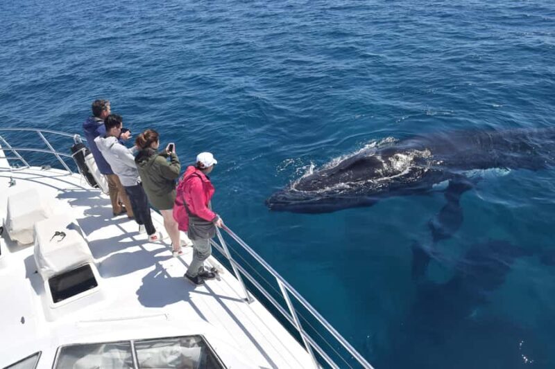 Whale Watching Cruise from Busselton, Augusta or Dunsborough - Key Points