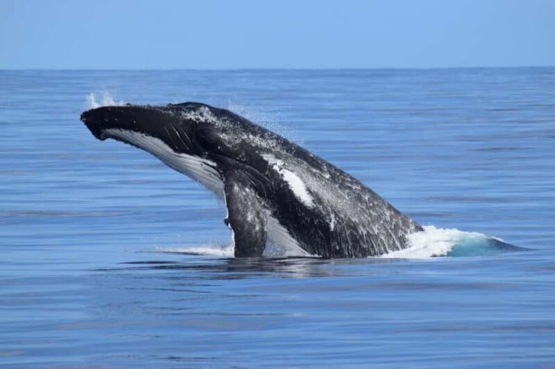 Whale Watching Cruise from Busselton, Augusta or Dunsborough - A Closer Look at the Whale Watching Experience