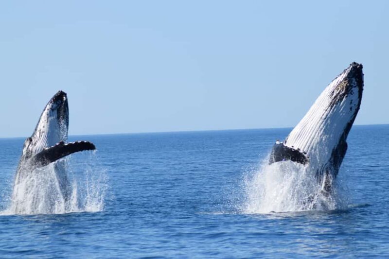 Whale Watching Cruise from Busselton, Augusta or Dunsborough - Practical Details and Tips
