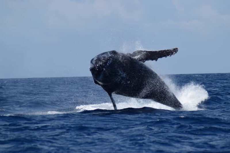 Whale Watching Cruise from Busselton, Augusta or Dunsborough - Final Thoughts