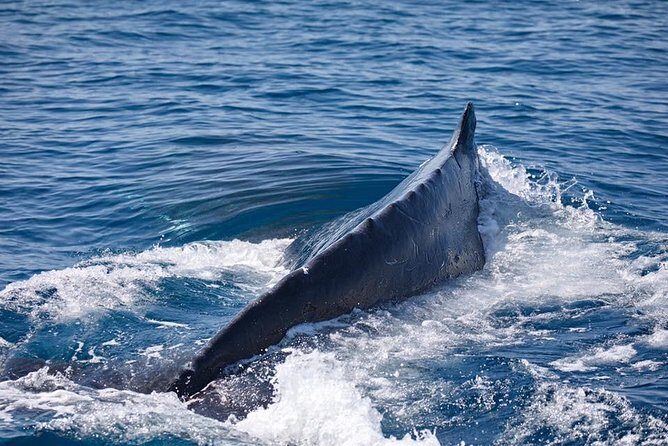 Whale Watching Cruise from Mooloolaba - A Closer Look at the Whale Watching Experience