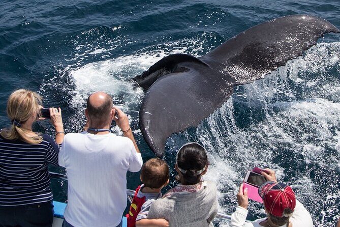 Whale-Watching Cruise from Newport Beach - The Wildlife You Might Encounter