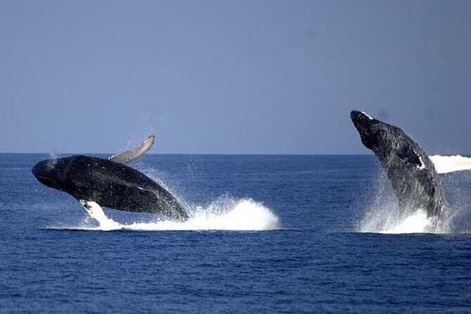Whale-Watching Cruise from Newport Beach - Customer Experiences and Honest Opinions