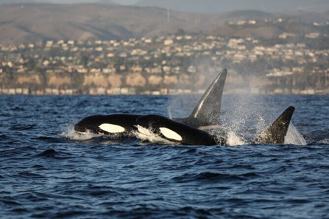 Whale-Watching Cruise from Newport Beach - The Sum Up: Who Should Consider This Tour?