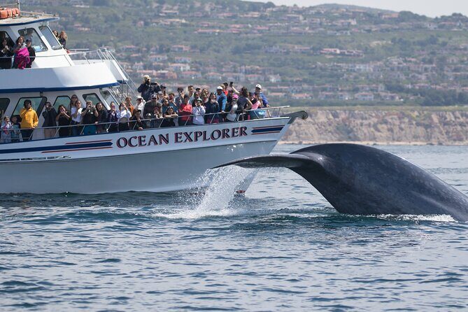Whale-Watching Cruise from Newport Beach - Frequently Asked Questions