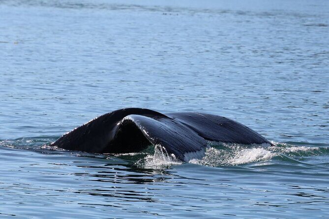 Whale Watching Cruise from Newport Beach - What Do Travelers Say?