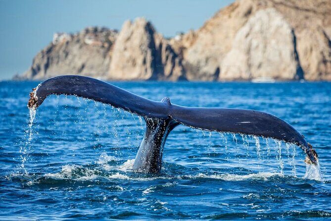 Whale Watching Cruise from Newport Beach - Frequently Asked Questions