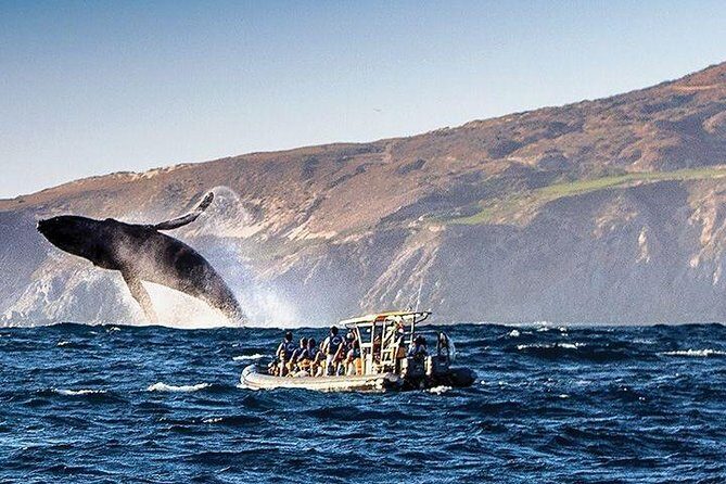 Whale Watching Cruise in Cabos San Lucas and Ground Transportation - What to Expect from the Tour