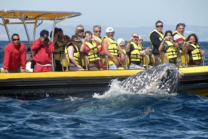 Whale Watching Cruise in Cabos San Lucas and Ground Transportation - Price and Value