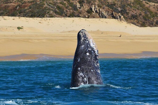 Whale Watching Cruise in Cabos San Lucas and Ground Transportation - Final Thoughts