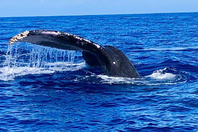 Whale Watching Cruise in Honolulu - Final Thoughts