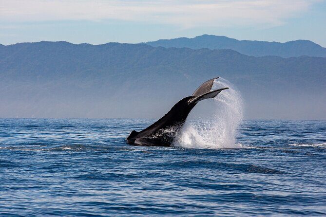 Whale Watching Cruise In Puerto Vallarta & Nuevo Vallarta - Final Thoughts