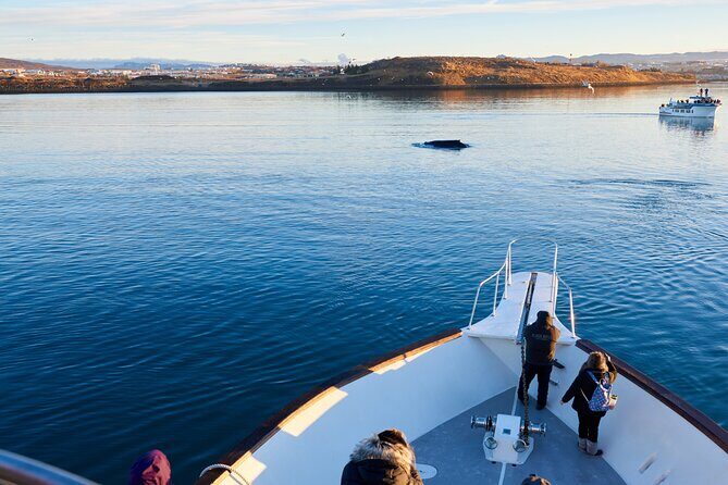 Whale Watching Cruise on a Yacht in Reykjavik - Why This Whale Watching Cruise Stands Out