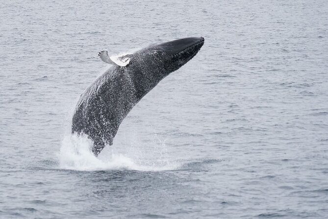Whale Watching Cruise on a Yacht in Reykjavik - Who Should Consider This Tour?
