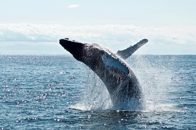 Whale Watching Cruise on a Yacht in Reykjavik - Practical Tips for Your Whale Watching Trip