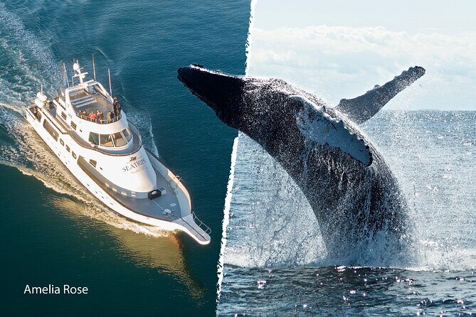 Whale Watching Cruise on a Yacht in Reykjavik - FAQ