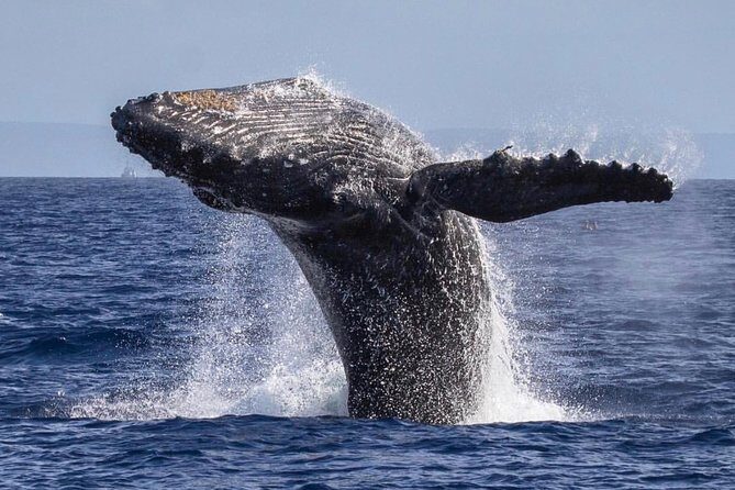 Whale Watching Cruise with Open Bar from Ka'anapali Beach - Who Will Love This Experience?