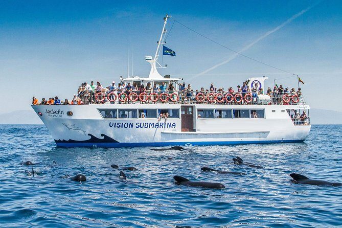 Whale Watching - What to Expect on the Whale Watching Tour
