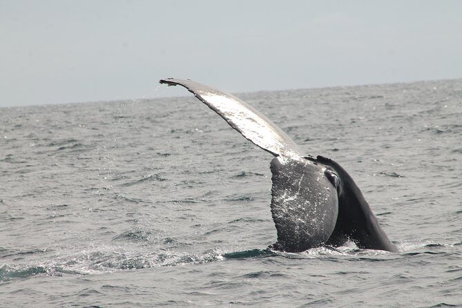 Whale Watching Dinner Cruise in Cabo San Lucas - Final Thoughts