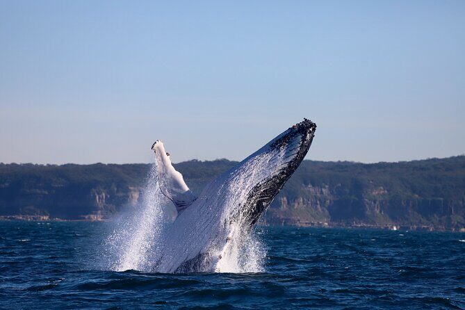 Whale Watching Discovery Tour from Lake Macquarie - Analyzing the Cost and Value