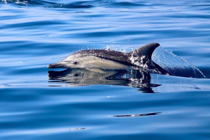 Whale Watching Discovery Tour from Lake Macquarie - FAQs