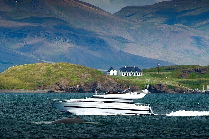 Whale Watching & Dolphin Yacht Cruise - Group Size and Experience Quality