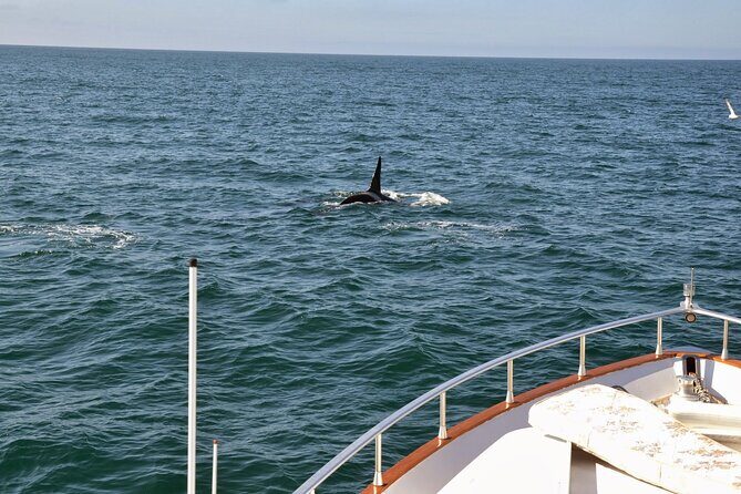 Whale Watching & Dolphin Yacht Cruise - Practical Tips for Your Trip