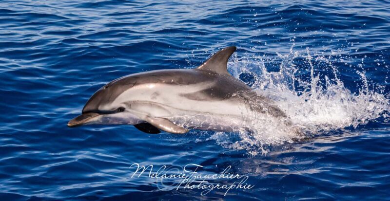 Whale watching, dolphins, and whales departing from Bandol (6:00 a.m. at sea) - Key Points