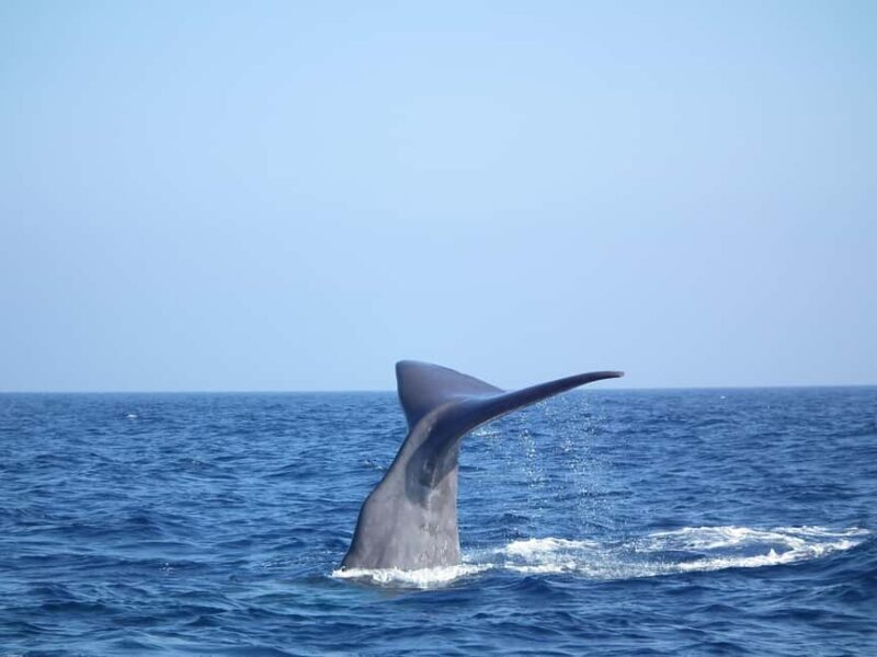 Whale watching, dolphins, and whales departing from Bandol (6:00 a.m. at sea) - The Experience in Detail