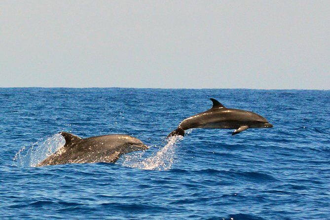 Whale Watching Eco-Adventure from Costa Adeje - The Experience in Detail