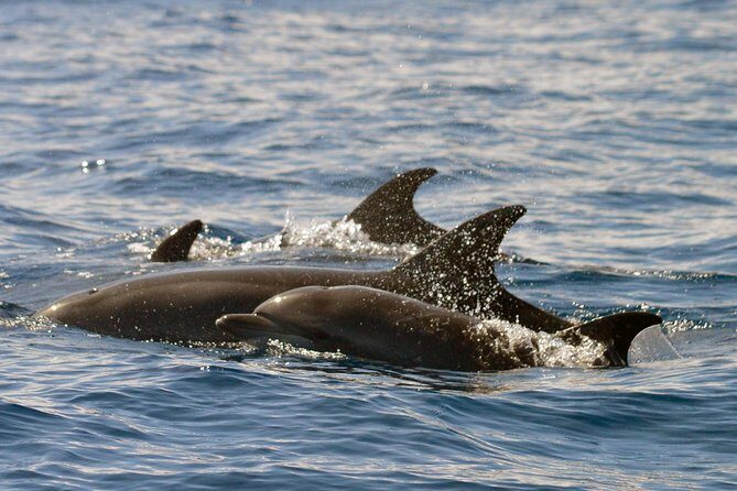 Whale Watching Eco-Adventure from Costa Adeje - Who This Tour Is For