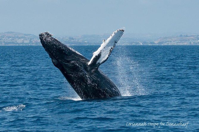 Whale Watching Excursion in Dana Point - The Experience in Detail