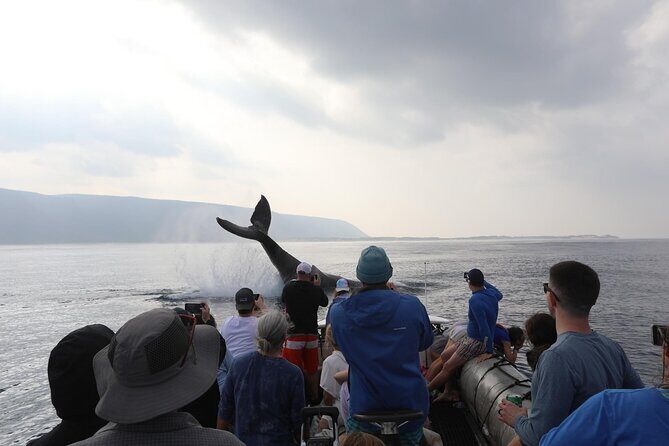 Whale Watching Expedition on Kauai - Key Points