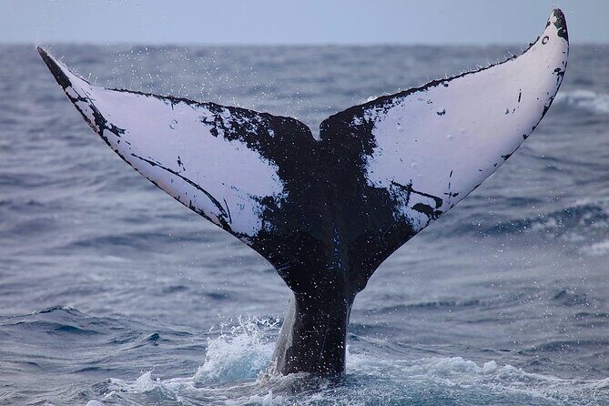 Whale Watching Expedition on Kauai - An Honest Look at the Whale Watching Experience