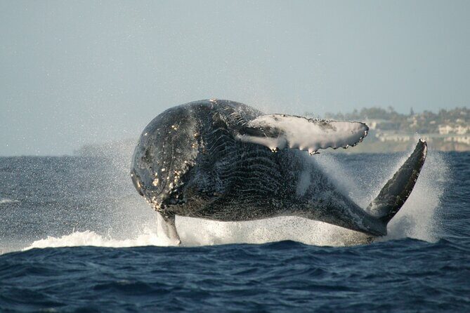 Whale Watching Expedition on Kauai - The Experience on the Water
