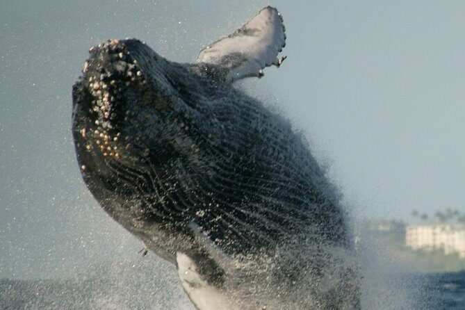 Whale Watching Expedition on Kauai - Pricing and Value