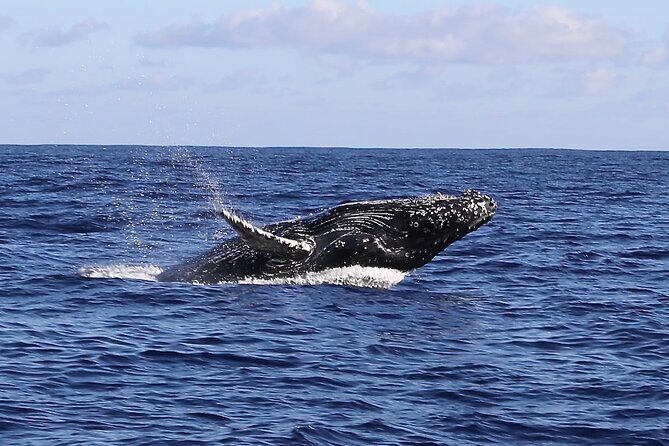 Whale Watching Expedition on Kauai - Authentic Experiences and Honest Feedback