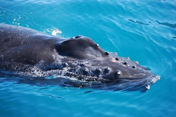 Whale Watching Expedition on Kauai - Who This Tour Is Best For
