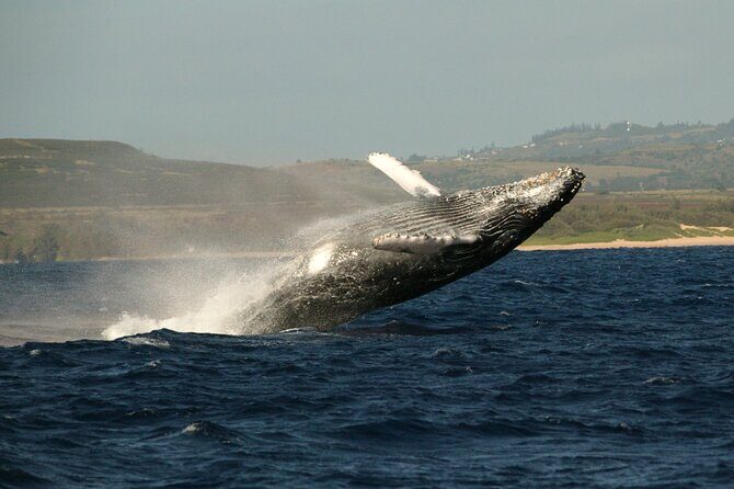 Whale Watching Expedition on Kauai - FAQ