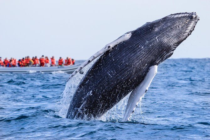 Whale Watching Experience - Who Should Book This Tour