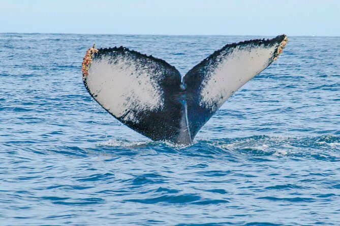 Whale Watching Experience - FAQ
