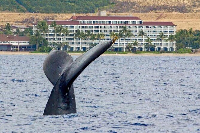 Whale Watching Experience - Whale Watching Experience: A Close-Up Look at Maui’s Majestic Humpbacks